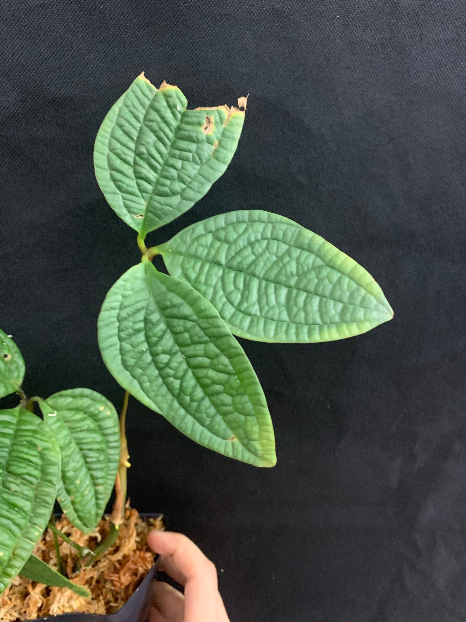anthurium arisaemoides Anthurium arisaemoides