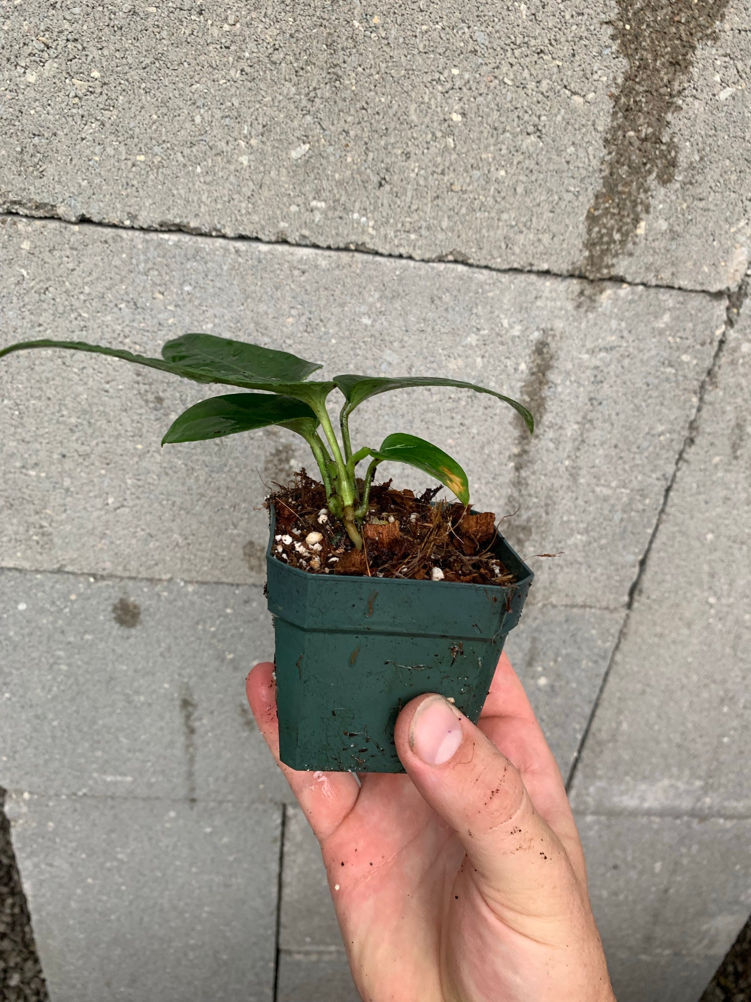 anthurium seleri Anthurium seleri – Equatorial Ecosystems