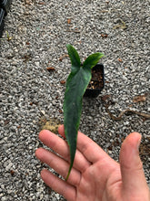 Load image into Gallery viewer, Syngonium sp. Lance Leaf