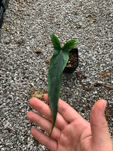 Syngonium sp. Lance Leaf