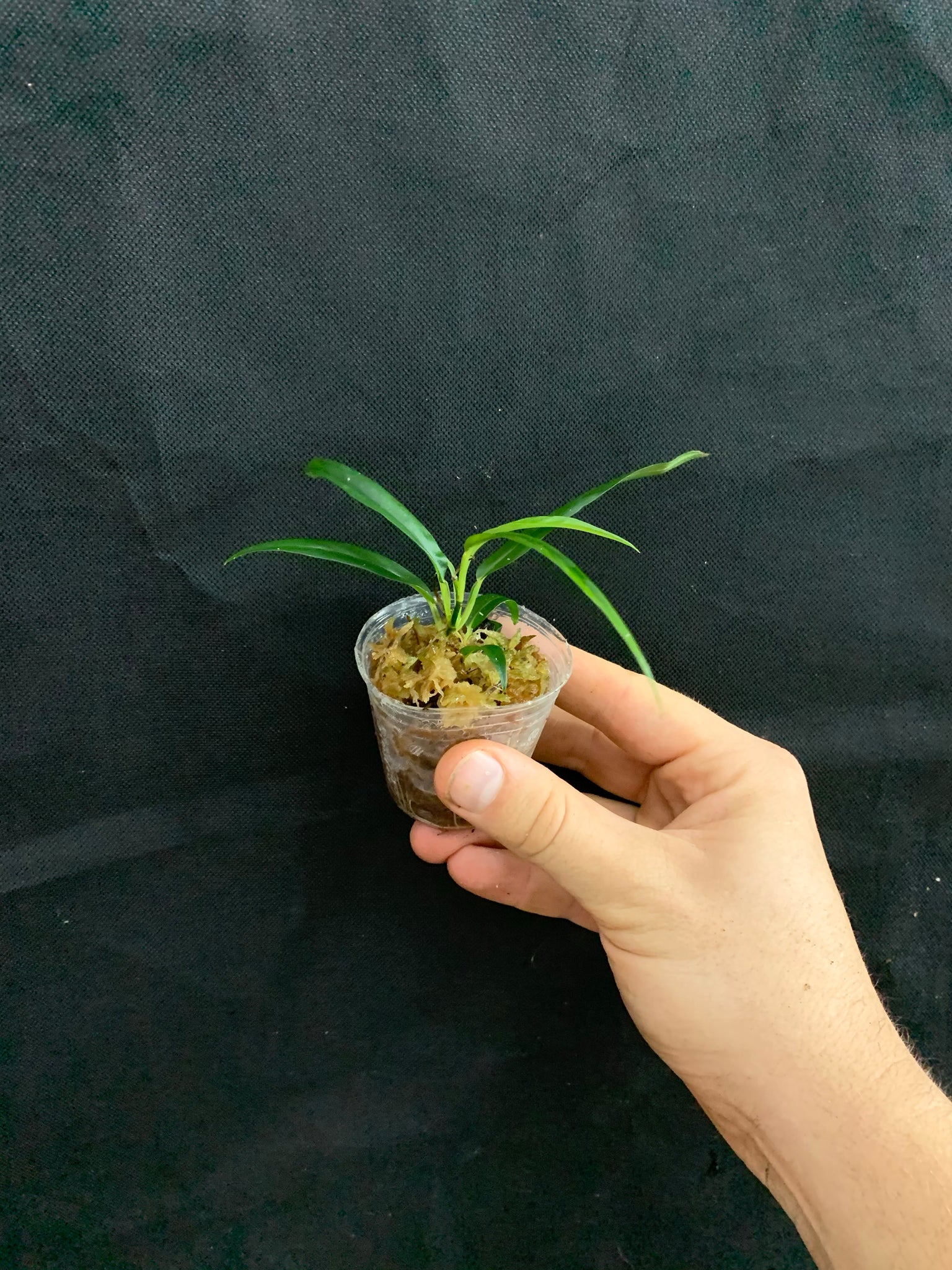 philodendron chinchamayense Philodendron chinchamayense – Equatorial Ecosystems