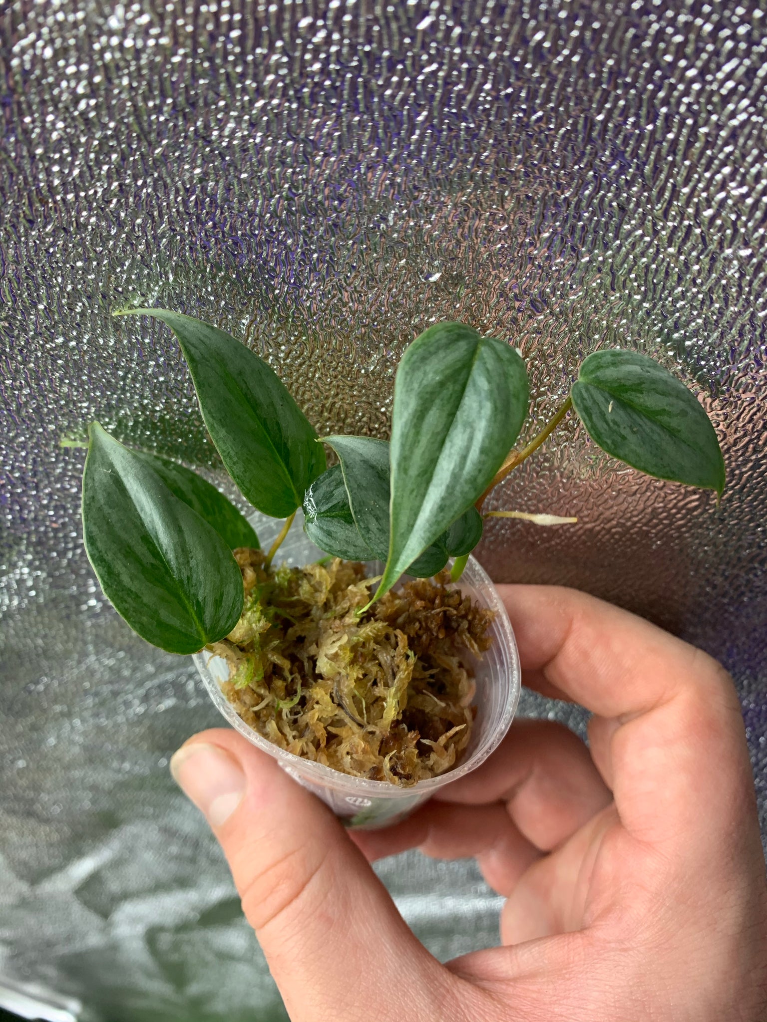 philodendron sodiroi mini Philodendron sodiroi Dwarf – Equatorial Ecosystems