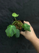 Load image into Gallery viewer, Philodendron verrucosum - Ecuadorian form