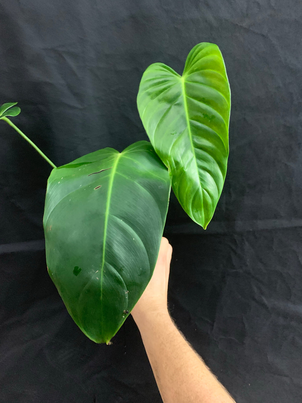 esmeraldense philodendron Philodendron esmeraldense Wide Form – Equatorial Ecosystems