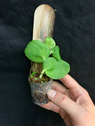 Rhaphidophora korthalsii