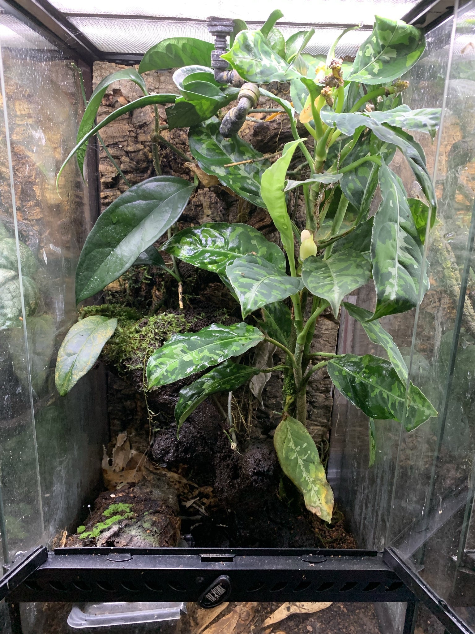 rare terrarium plants Terrarium Plant Package