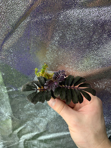 Solanum aff. uleanum