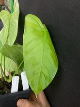 Load image into Gallery viewer, Philodendron sp. aff. tenue