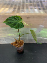 Load image into Gallery viewer, Philodendron verrucosum - Peruvian form
