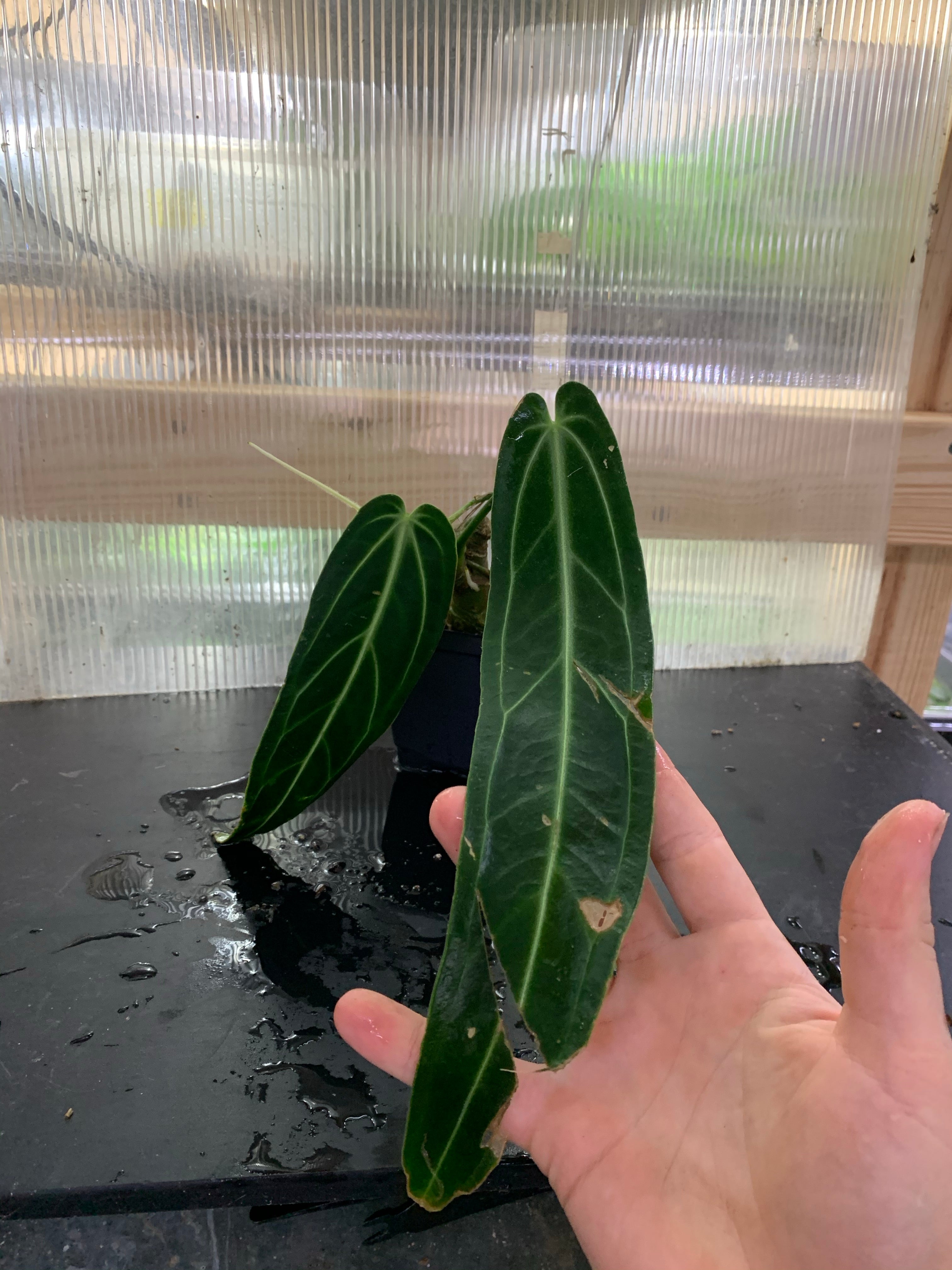 その他観葉植物 Anthurium warocqueanum dark narrow form Anthurium Warocqueanum (Rare Aroid-Dark Form 7C)