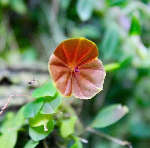 Lepanthes telipogoniflora