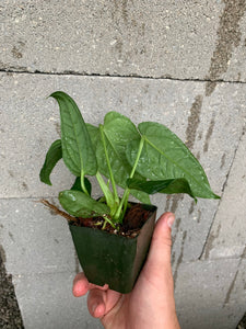 anthurium lappoanum Anthurium lappoanum – Equatorial Ecosystems