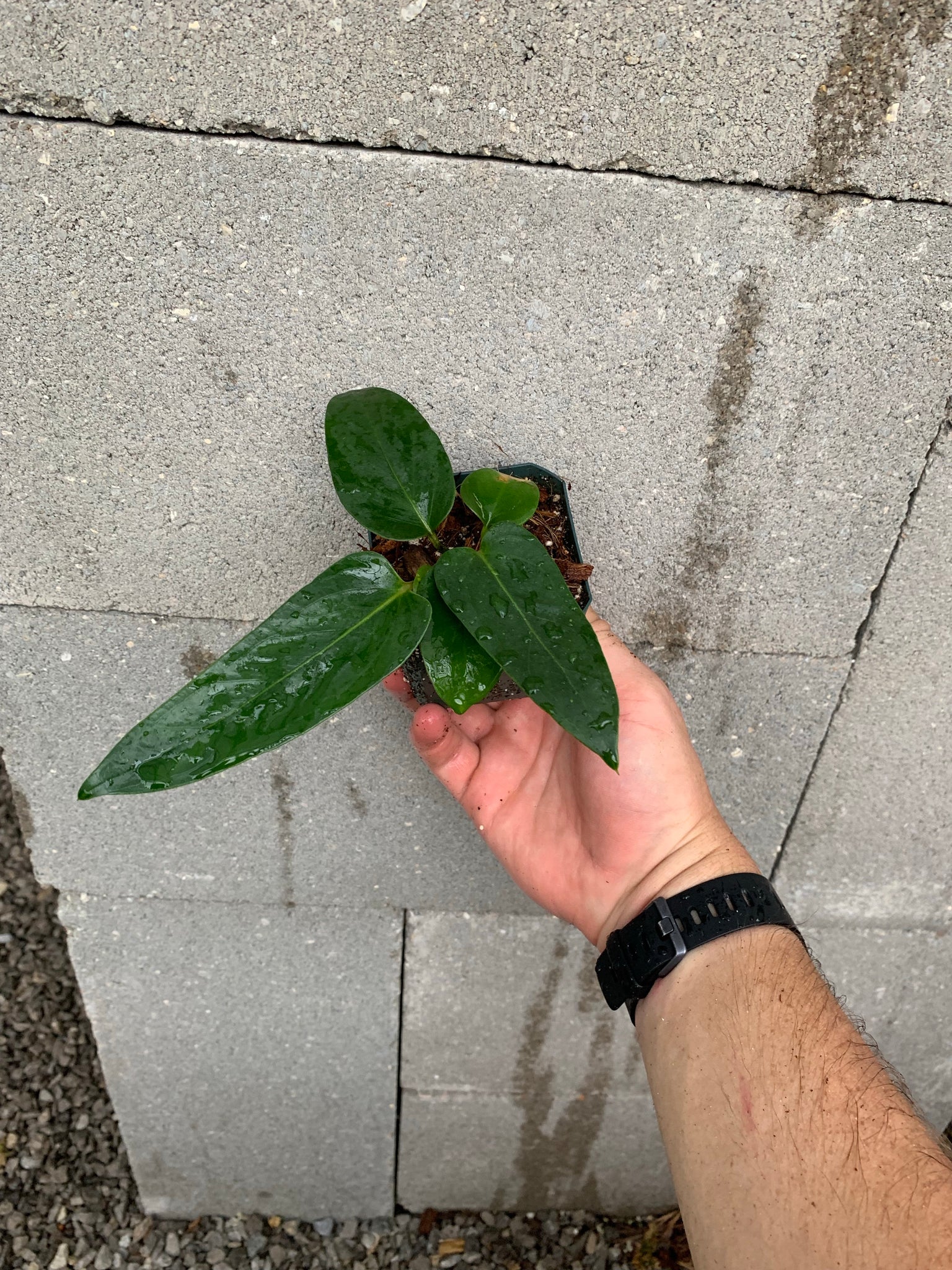 anthurium seleri Anthurium seleri – Equatorial Ecosystems