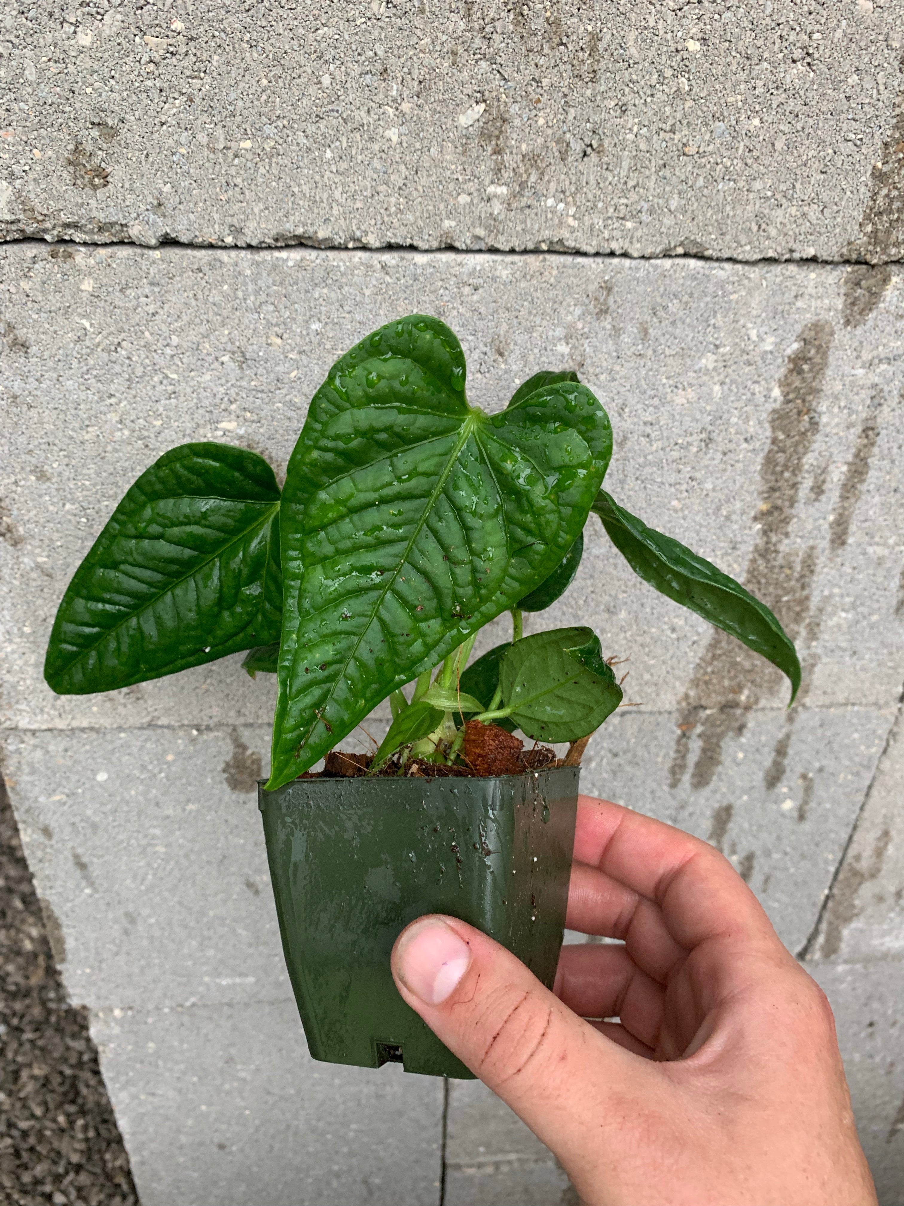 Anthurium lappoanum