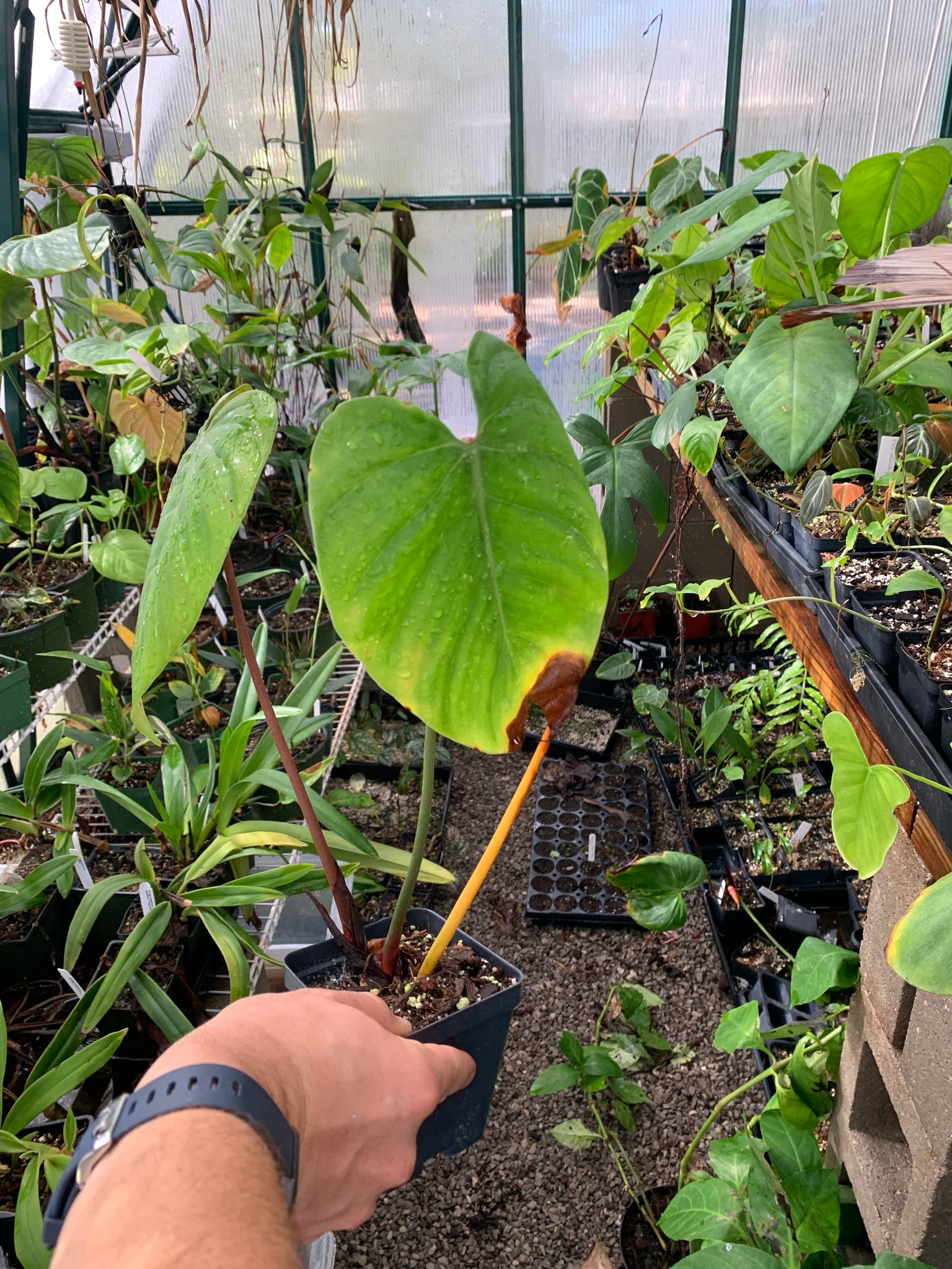 philodendron lynamii Philodendron lynamii – Equatorial Ecosystems