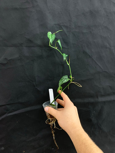 Monstera siltepecana