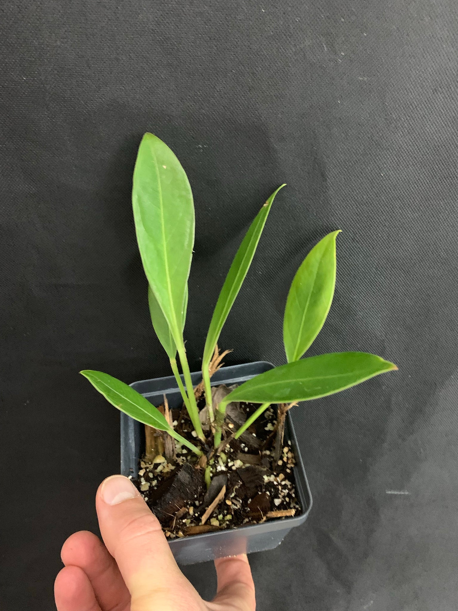 anthurium bonplandii subsp guyanum Anthurium bonplandii subsp guayanum