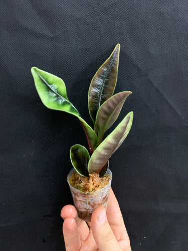 Labisia/Ardisia species