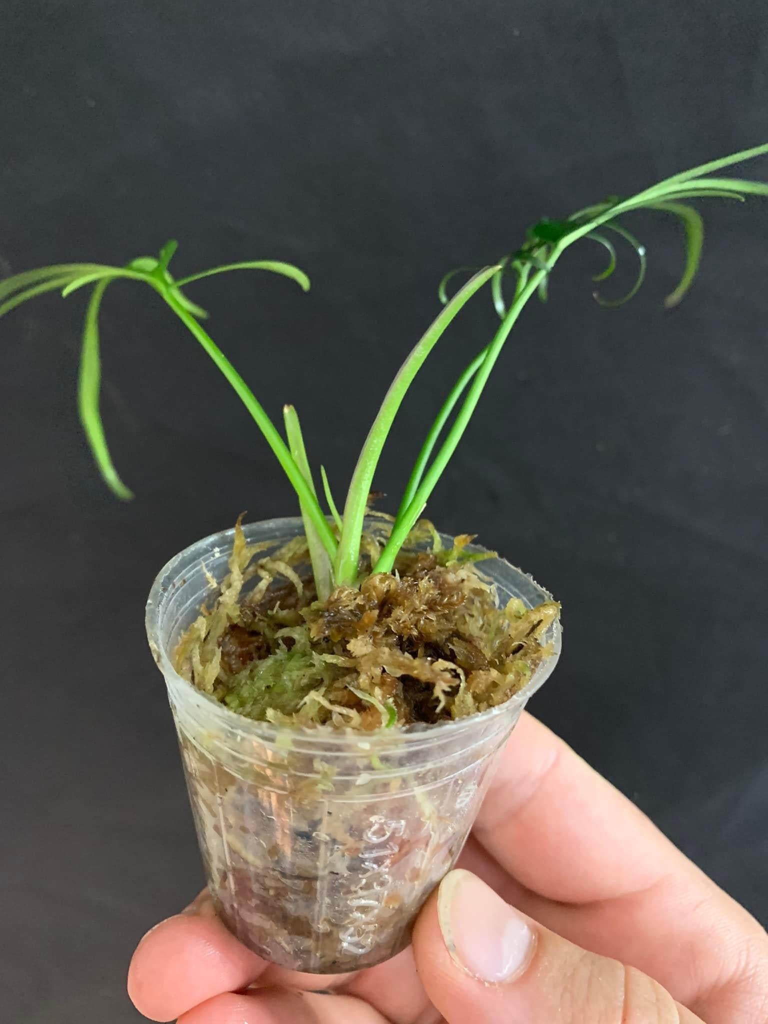 philodendron polypodioides Philodendron polypodioides – Equatorial Ecosystems