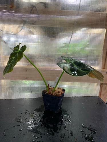 Philo luxurians
