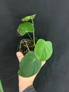 philodendron gardeniodorum aff Philodendron aff. gardeniodorum