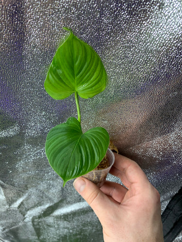 Philo sp. Peru