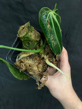 Load image into Gallery viewer, Anthurium warocqueanum “Narrow Form”