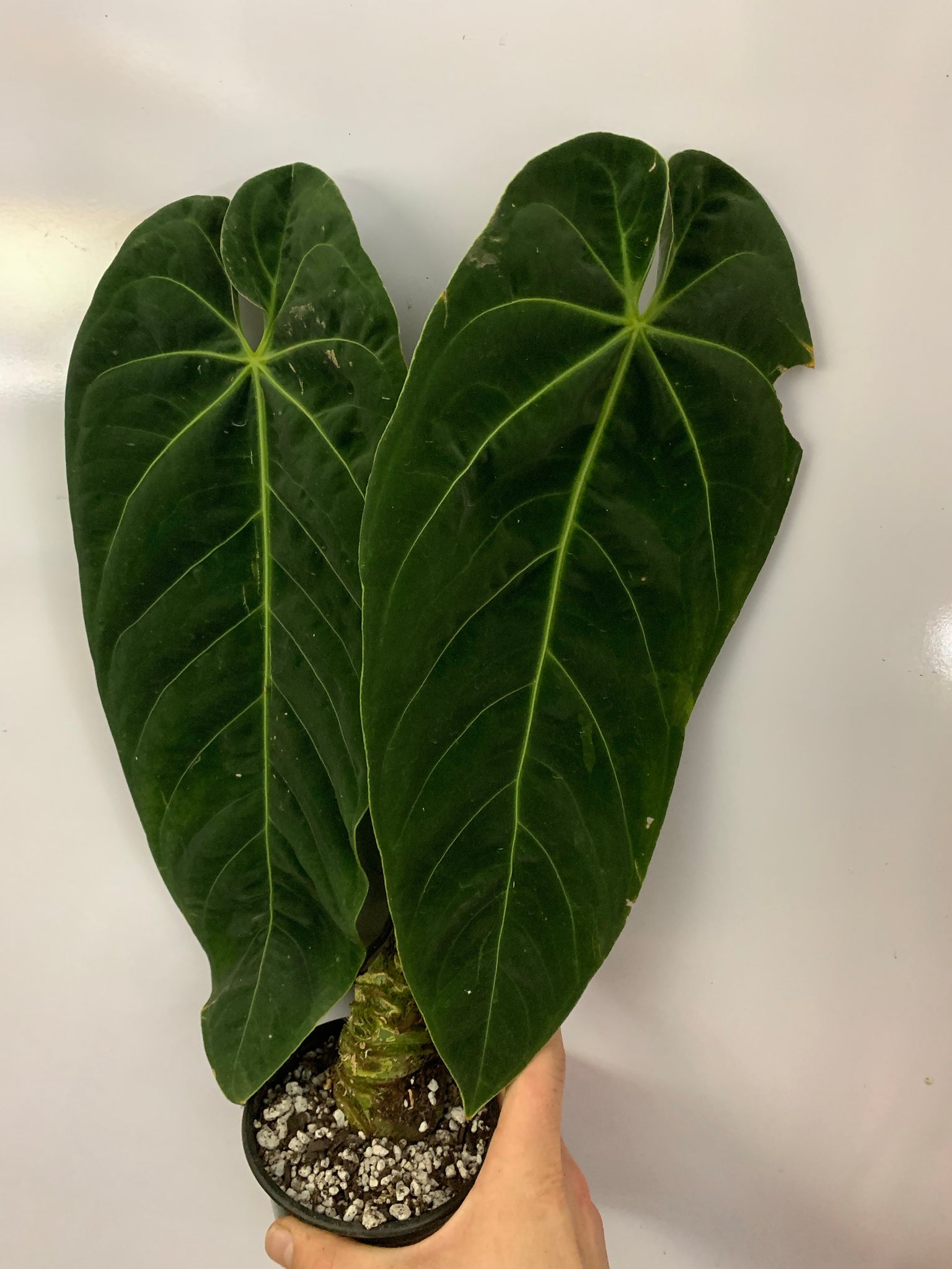 anthurium metallicum care Anthurium metallicum – Equatorial Ecosystems